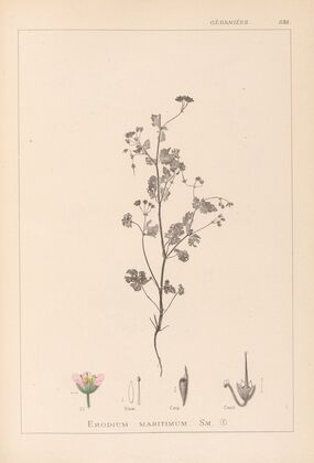 Herbier de la flore française Pl.0080
