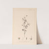 Herbier de la flore française Pl.0080 by Louis Antoine Cusin