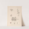 Herbier de la flore française Pl.0081 by Louis Antoine Cusin
