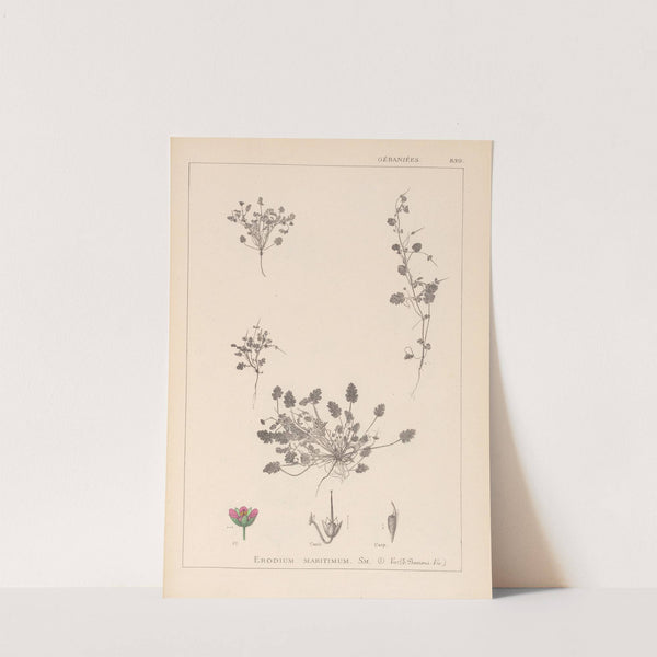 Herbier de la flore française Pl.0081 by Louis Antoine Cusin