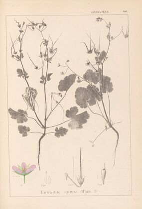 Herbier de la flore française Pl.0084