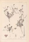 Herbier de la flore française Pl.0085