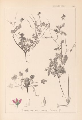 Herbier de la flore française Pl.0085