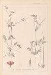 Herbier de la flore française Pl.0086