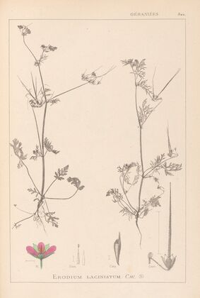 Herbier de la flore française Pl.0086