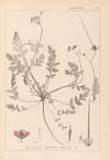 Herbier de la flore française Pl.0087