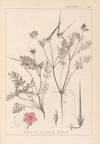 Herbier de la flore française Pl.0088