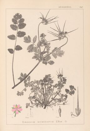 Herbier de la flore française Pl.0089