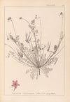 Herbier de la flore française Pl.0091