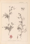 Herbier de la flore française Pl.0093