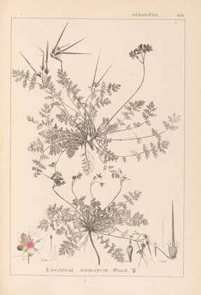 Herbier de la flore française Pl.0094