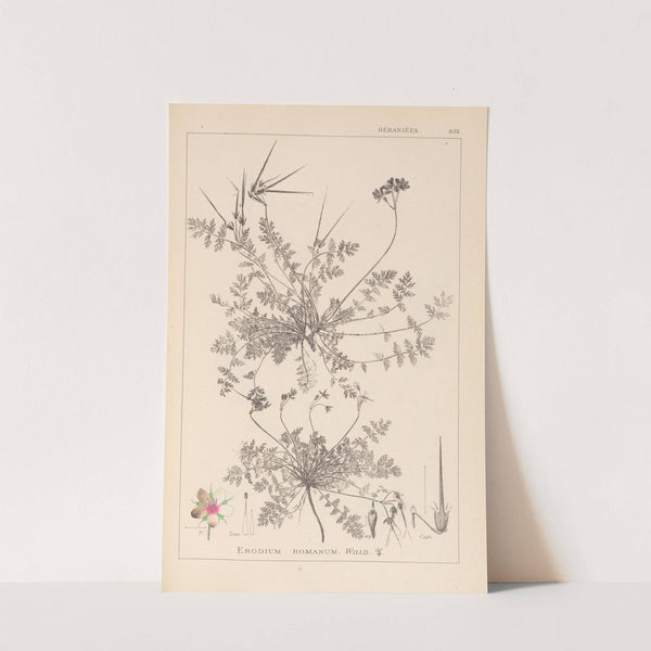 Herbier de la flore française Pl.0094 by Louis Antoine Cusin