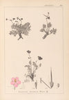 Herbier de la flore française Pl.0096