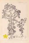 Herbier de la flore française Pl.0098