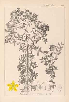Herbier de la flore française Pl.0098