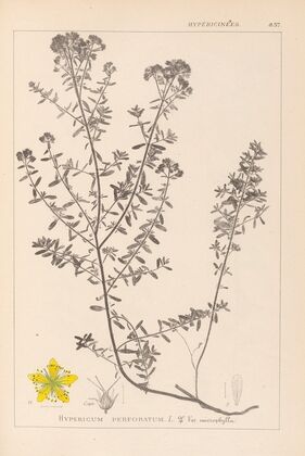 Herbier de la flore française Pl.0099