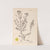 Herbier de la flore française Pl.0099 by Louis Antoine Cusin