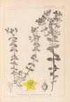 Herbier de la flore française Pl.0100