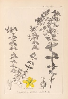Herbier de la flore française Pl.0100