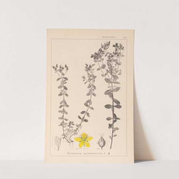 Herbier de la flore française Pl.0100 by Louis Antoine Cusin