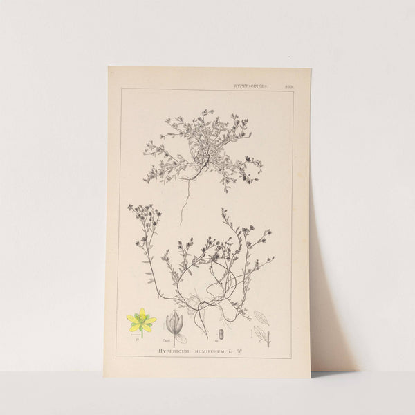 Herbier de la flore française Pl.0102 by Louis Antoine Cusin