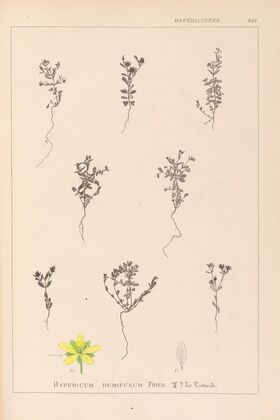Herbier de la flore française Pl.0103