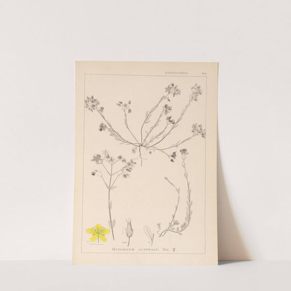 Herbier de la flore française Pl.0104 by Louis Antoine Cusin