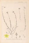 Herbier de la flore française Pl.0105