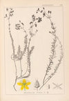 Herbier de la flore française Pl.0107