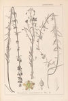 Herbier de la flore française Pl.0108