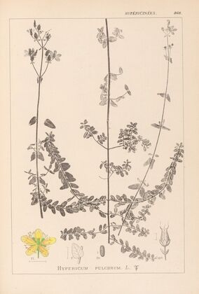 Herbier de la flore française Pl.0109