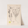 Herbier de la flore française Pl.0110 by Louis Antoine Cusin