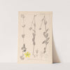 Herbier de la flore française Pl.0112 by Louis Antoine Cusin