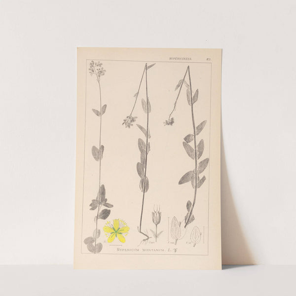 Herbier de la flore française Pl.0112 by Louis Antoine Cusin