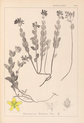 Herbier de la flore française Pl.0113