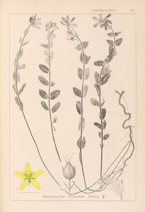 Herbier de la flore française Pl.0114