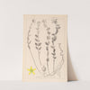Herbier de la flore française Pl.0114 by Louis Antoine Cusin