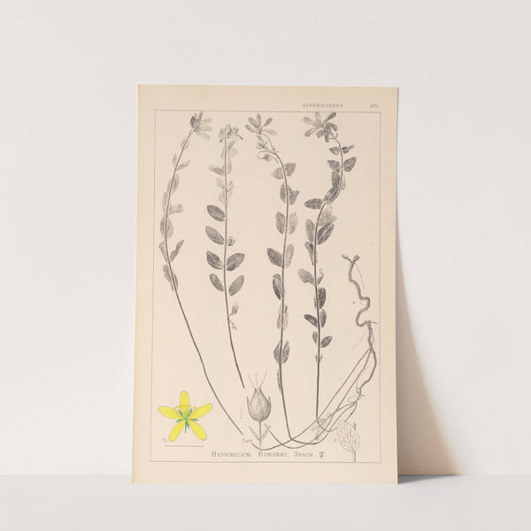 Herbier de la flore française Pl.0114 by Louis Antoine Cusin
