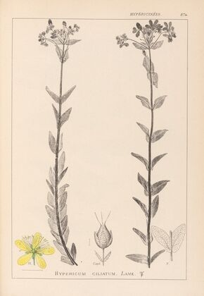 Herbier de la flore française Pl.0115