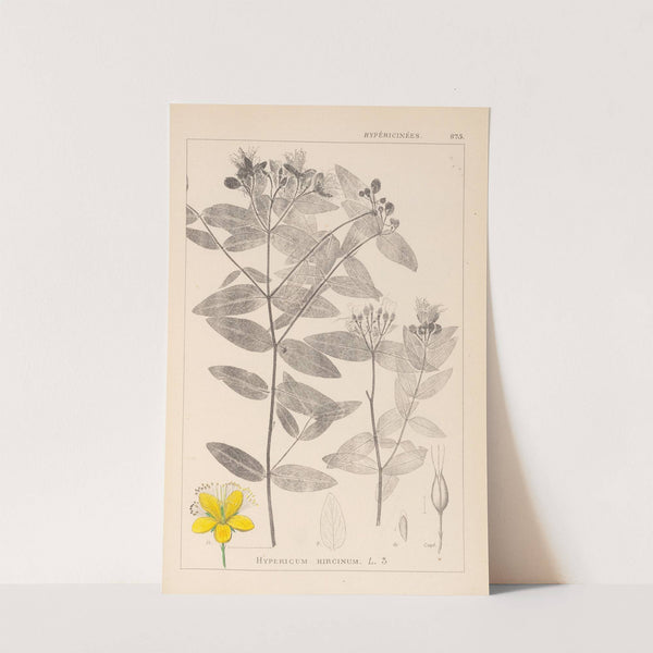 Herbier de la flore française Pl.0116 (1867-1876) by Louis Antoine Cusin