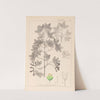 Herbier de la flore française Pl.0121 by Louis Antoine Cusin
