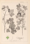 Herbier de la flore française Pl.0122