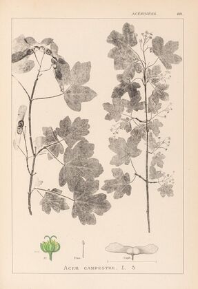 Herbier de la flore française Pl.0122