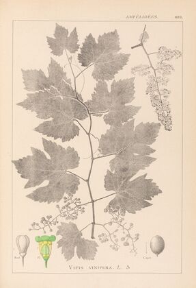 Herbier de la flore française Pl.0124