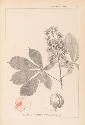 Herbier de la flore française Pl.0125