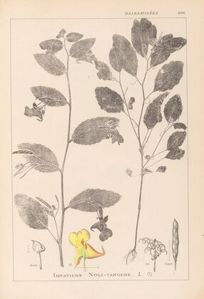 Herbier de la flore française Pl.0127