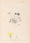 Herbier de la flore française Pl.0130