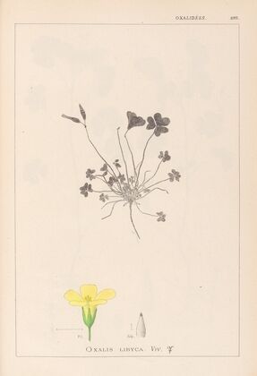 Herbier de la flore française Pl.0130