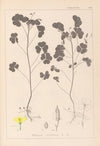 Herbier de la flore française Pl.0131