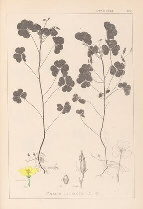 Herbier de la flore française Pl.0131